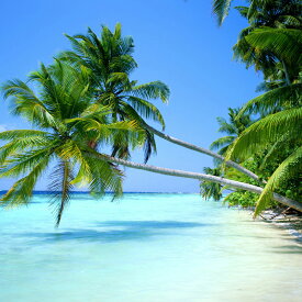 南の島で、浮かれた毎日を過ごすなら。ハワイアンパラダイス（Hawaiian Paradise）アロマクラフト用 アロマフレグランスソルト サシェ袋セット（手作りサシェ、テラリウム、ディフューザー用香料）
