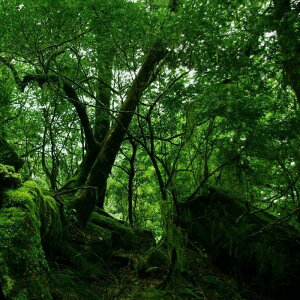 [΂̒UĂAȋCɂȂ܂BCtHXgiRainforestjA}Ntgp A}tOX\g TVF܃ZbgiTVFAeEAfBt[U[