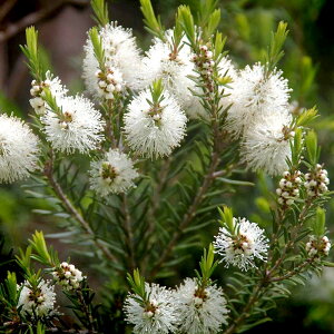 \Ɏg闊1{IA}ɂǂBeB[g[iTea Treej10mlVR100%̃GbZVICijiΌ  oX{ oX\g A}y_g TVF fBt