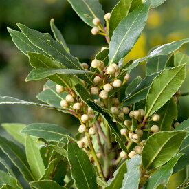 楽天市場 ベイリーフ Bayleaf の通販