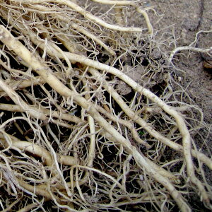 根っこから採れる薬草系のオイルです。バレリアンルート(Valerianroot)10ml天然100%のエッセンシャルオイル(精油)(手作り石鹸 香水 バスボム バスソルト アロマペンダント サシェ ディフ