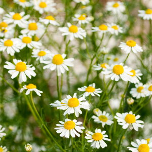 真っ青な色が特徴的なカモミールブルー。カモミール ジャーマン ディリュート(Chamomile German Dilute)10ml天然100%のエッセンシャルオイル(精油)(手作り石鹸 香水 バスボム バスソルト アロ