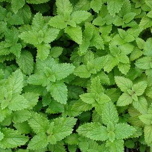 レモングラスとメリッサのブレンドです。メリッサブレンド (Melissa Blend)10ml天然100%のエッセンシャルオイル(精油)(手作り石鹸 香水 バスボム バスソルト アロマペンダント サシェ ディ