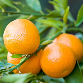 人気ナンバーワン！元気なオレンジの香り。マンダリン (Mandarin）10ml天然100%のエッセンシャルオイル（精油）（手作り石鹸 香水 バスボム バスソルト アロマペンダント サシェ ディフューザー用）