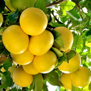 iȃtXỸO[vt[cBO[vt[c (Grapefruitj10mlVR100%̃GbZVICijiΌ  oX{ oX\g A}y_g TVF fBt