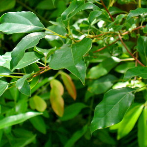 NZ̋h܂̗lȍłBJt@[ (Camphorj10mlVR100%̃GbZVICijiΌ  oX{ oX\g A}y_g TVF fBt[U[pj