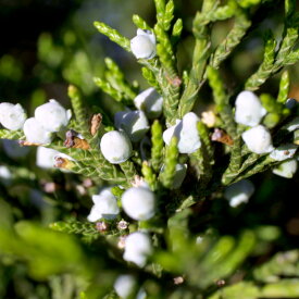 楽天市場 檜 香水の通販