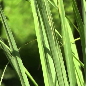 レモンに似たシトラス系の香り。シトロネラ(Citronella)10ml天然100%のエッセンシャルオイル(精油)(手作り石鹸 香水 バスボム バスソルト アロマペンダント サシェ ディフューザー用)