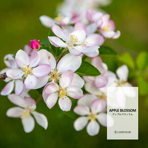 y10mlzu₩ȃS̍ AbvubTtOXICi{fBZ[t^Cv A}NtgpjApple Blossom Fragrance Oil /Ό  oX{ [Xv[ TVF fB