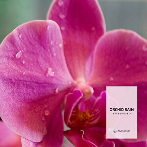 y30mlzE݂ătbVȍ I[LbhCtOXICi{fBZ[t^Cv A}NtgpjOrchid Rain Fragrance Oil /Ό  oX{ [Xv[ TVF f