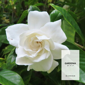 y50mlzał₳N`iV̍ K[fjAtOXICi{fBZ[t^Cv A}NtgpjGardenia Fragrance Oil /Ό  oX{ [Xv[ TVF fBt