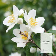 【10ml】誰からも愛されるやさしい香り ジャスミンフレグランスオイル（ボディセーフタイプ アロマクラフ…