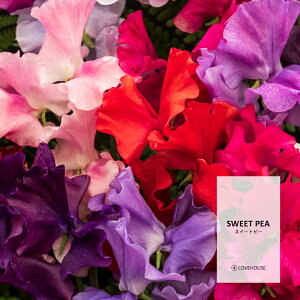y50mlzu₩ŗD XC[gs[tOXICi{fBZ[t^Cv A}NtgpjSweet Pea Fragrance Oil /Ό  oX{ [Xv[ TVF fBt[U[ 