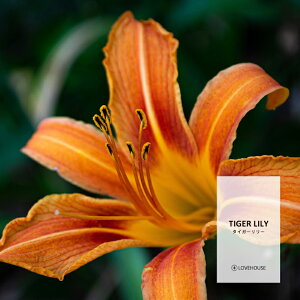 y10mlzaŗ ^CK[[tOXICi{fBZ[t^Cv A}NtgpjTiger Lily Fragrance Oil /Ό  oX{ [Xv[ TVF fBt[