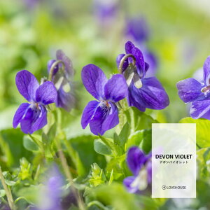 y30mlzق̂ɂ₳X~ f{oCIbgtOXICi{fBZ[t^Cv A}NtgpjDevon Violet Fragrance Oil /Ό  oX{ [Xv[ TVF f
