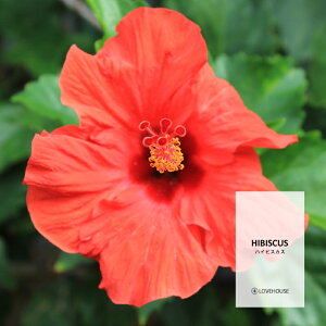y50mlztbVȎ_ς nCrXJXtOXICi{fBZ[t^Cv A}NtgpjHibiscus Fragrance Oil /Ό  oX{ [Xv[ TVF fBt[U