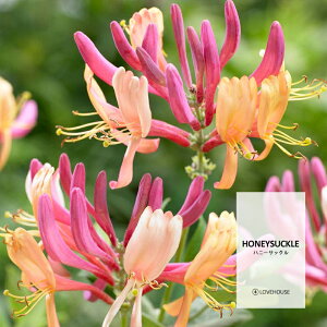 y50mlzӂ荁Â nj[TbNtOXICi{fBZ[t^Cv A}NtgpjJapanese Magnolia Fragrance Oil /Ό  oX{ [Xv[ TVF fB