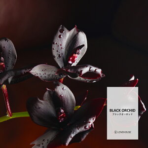 y10mlzIgiZNV[Ȗf̍ ubNI[LbhtOXICi{fBZ[t^Cv A}NtgpjBlack Orchid Fragrance Oil /Ό  oX{ [Xv[ TV