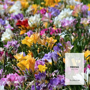 y50mlzbNXł闎 t[WAtOXICi{fBZ[t^Cv A}NtgpjFreesia Fragrance Oil /Ό  oX{ [Xv[ TVF fBt
