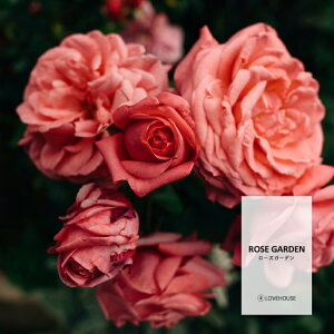 y30mlzL[Y܂ [YK[ftOXICi{fBZ[t^Cv A}NtgpjRose Garden Fragrance Oil /Ό  oX{ [Xv[ TVF f