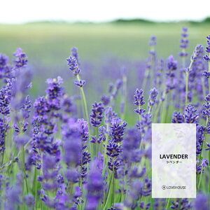 y10mlzE݂ătbVȍ x_[tOXICi{fBZ[t^Cv A}NtgpjLavender Fragrance Oil /Ό  oX{ [Xv[ TVF fBt[