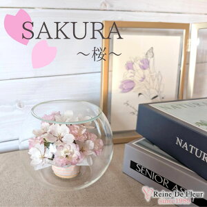 ft[ {   {gt[ hCt[ o v[g Mtg CeA җj a ̓ hV̓ NLO ACj  t[ KX Bowl S-sakura