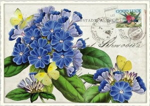 ihCc|XgJ[h 10Zbg@t[PK665