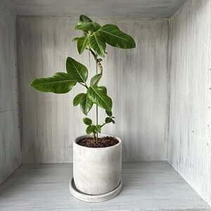  CeAɍœK ϗtA tBJX Ae[V} O[  Vzj JXj zj JƏj v[g j  a Mtg