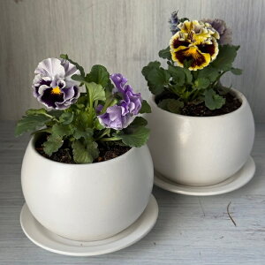  t|Cg̃pW[Ai}bg픫j NX}Xv[g av[g  FB  c pW[ ϗtA K[fjO j ސEj  Mtg 