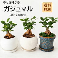 最短翌日お届け 送料無料 選べる おしゃれ 観葉植物 ミニ 幸福をもたらす精霊が住む木 ガジュマルの木 鉢…