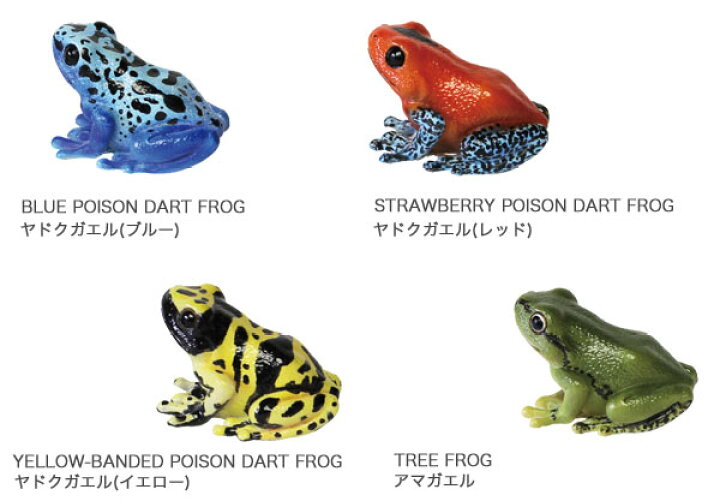 楽天市場】レプタイルズマグ ヤドクガエル・アマガエル REPTILES MAG  