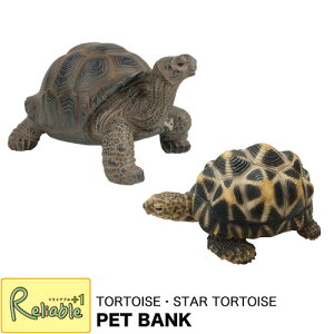 PET BANK(ybgoN) TORTOISE/STAR TORTOISE@J(975) ChzVK(1168) NK  IuWF GL]`bNAj} u CeA G magnet yS 40.5/32z yŒZz