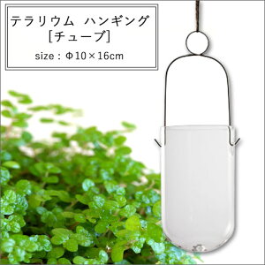 eE nMO `[u 10×16cm | nMO eE Aؔ CeA |bg K[fjO 悹A Vv _