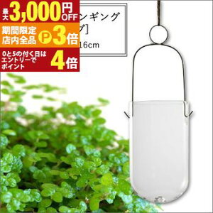 yő3,000~OFFN[|LIPT3{IX[p[SALEzeE nMO `[u 10×16cm | nMO eE Aؔ CeA |bg K[fjO 悹A Vv _