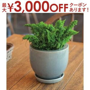 yő3,000~OFFN[|LI30 PT2{IzK[f|bg TCY4Zbg | v^[ Zbg 󂯎Mt A  A   K[f Aؔ K[fjO |bg v