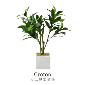 観葉植物 クロトン 農業資材 ガーデニング用品の通販 価格比較 価格 Com