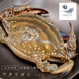 楽天市場 ワタリガニ 特大の通販