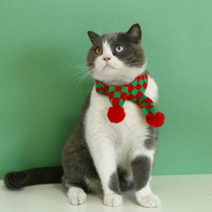 y|Cg5{!z  L NX}X }t[ RXv }t[ NX}XObc 񂿂 ˂ NX}XRXv }t[  ^ g ʐ^ CX^