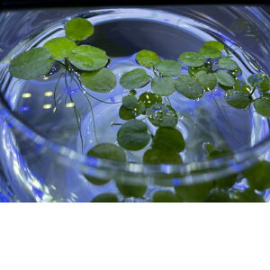 楽天市場 水草 アマゾンフロッグピット 無農薬 浮草 10株 パック包装 セレクトストア リノス