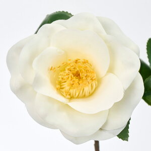  j j[bh  } 1{  bh  }t ԍ A[eBtBVt[ a fBXvC   MAGIQ 