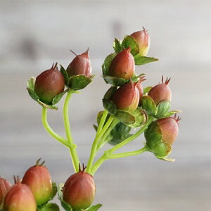  qyJ 1{   } CeA   tFCNt[ tFCNO[ i`   tFCN  H uE F O[  Jg[ G