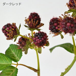  }x[ 1{ K̎ N̎ x[   } CeA    tFCNO[ i`   tFCN N I[V[Y  O[ bh  