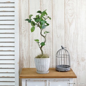 �x���W���~�� 1�{ �t�F�C�N�O���[�� �l�H�ϗt�A�� ���� �A�[�e�B�t�B�V�����t�����[ �}���� S�� �� �l�H���� ���^ ���A�� �{���������� ������� �C���e���A ���_�� �}�� ���� ���� �i�`����