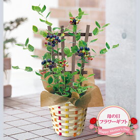 楽天市場 ブルーベリー 鉢植えの通販