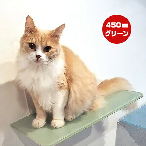 Lbg[hvX J[Xebv O[ 450mm Aj}R c ybg ObY L Lbg tȒP EH[N ^[ c[ DIY lC IV   S { Catroad+ animacolle 