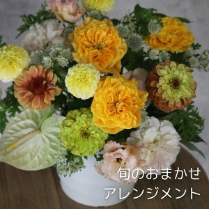 {̂܂AWg ݁@6,600~/  Mtg LO̓ ̓  a j    TvCY  sN CG[ IW zCg O[