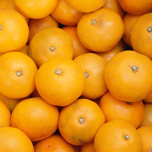 y 󂠂 ݂ 5kg 10kg EETCY {쑁 B݂ k ʕ   t[c