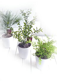 【ギフト】プリザーブドフラワー 観葉植物　[プリグリーン　 Lタイプ]　観葉　グリーン　ギフト　誕生日　プリザ【即日出荷】【プリザードフラワー ブリザードフラワー】 バレンタイン