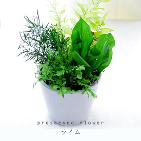 【送料無料】プリザーブドフラワー 観葉植物 寄せ植え★ライム★ギフト/誕生日/プリザード/アレンジ グリーン（お祝い 結婚祝 ギフト 引越祝い プリザード フラワー）【即日出荷】【プリザードフラワー ブリザードフラワー】 冬ギフト ホワイトデー