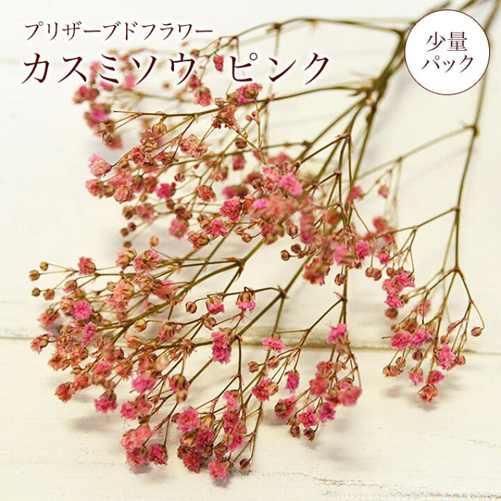 楽天市場 カスミソウ ピンク 少量パック プリザーブドフラワー 小花 かすみ かすみ草 ハーバリウム 秋ギフト プリザードフラワー ブリザードフラワー ハロウィン Reve 楽天市場 カスミソウ ピンク 少量パック プリザーブドフラワー 小花 かすみ かすみ草 ハーバリウム 秋ギフト プリザードフラワー ブリザードフラワー ハロウィン Reve
